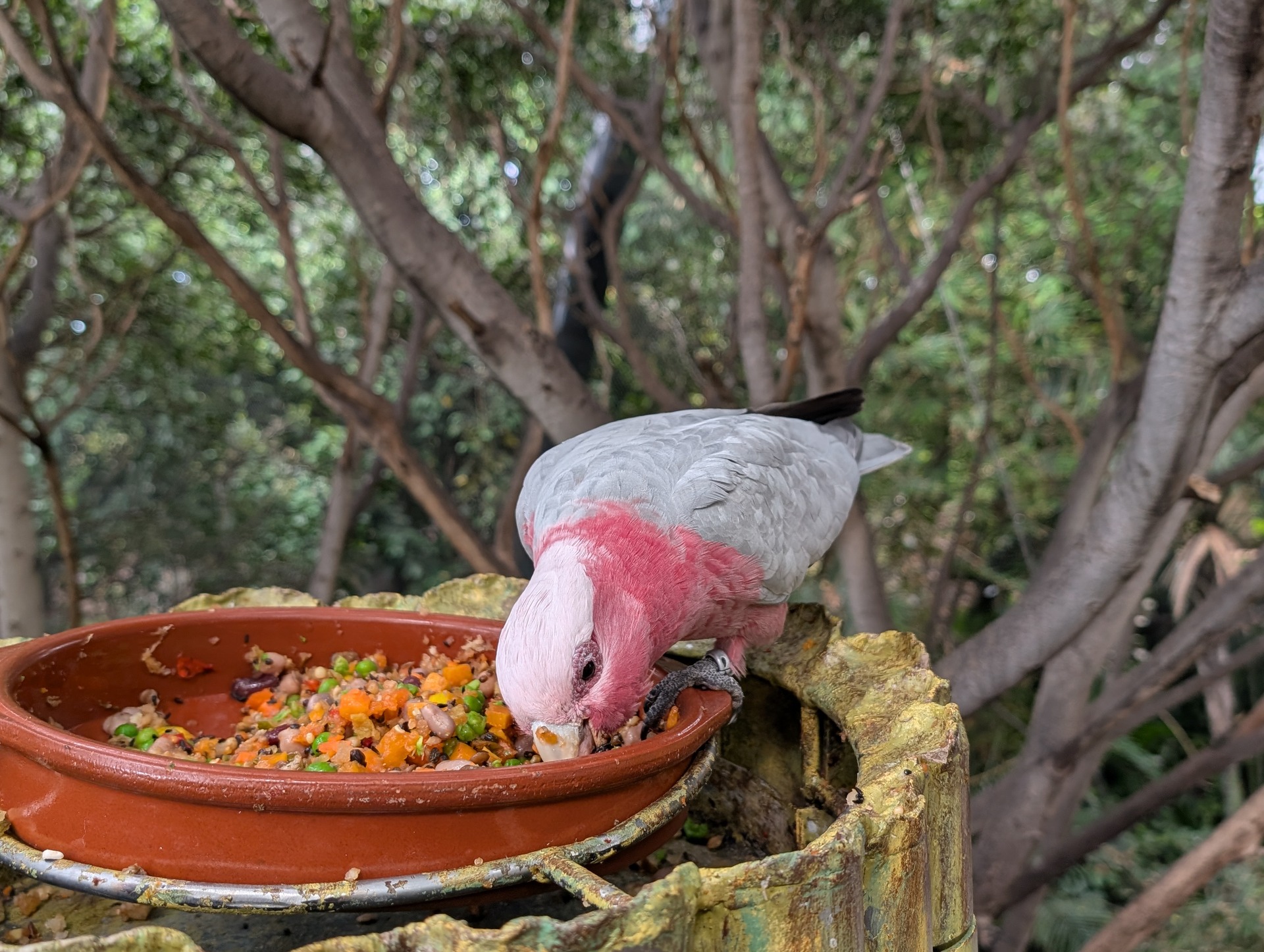 Orotava, Puerto, Garachico in bolj živ sever